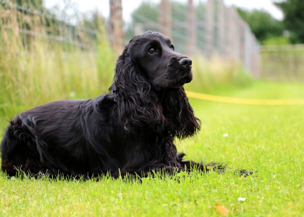 #29. Cocker spaniel